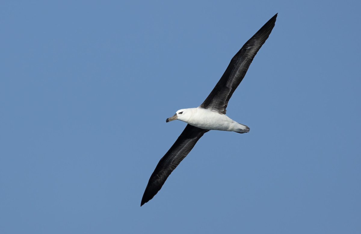 Black-browed Albatross - ML617168844