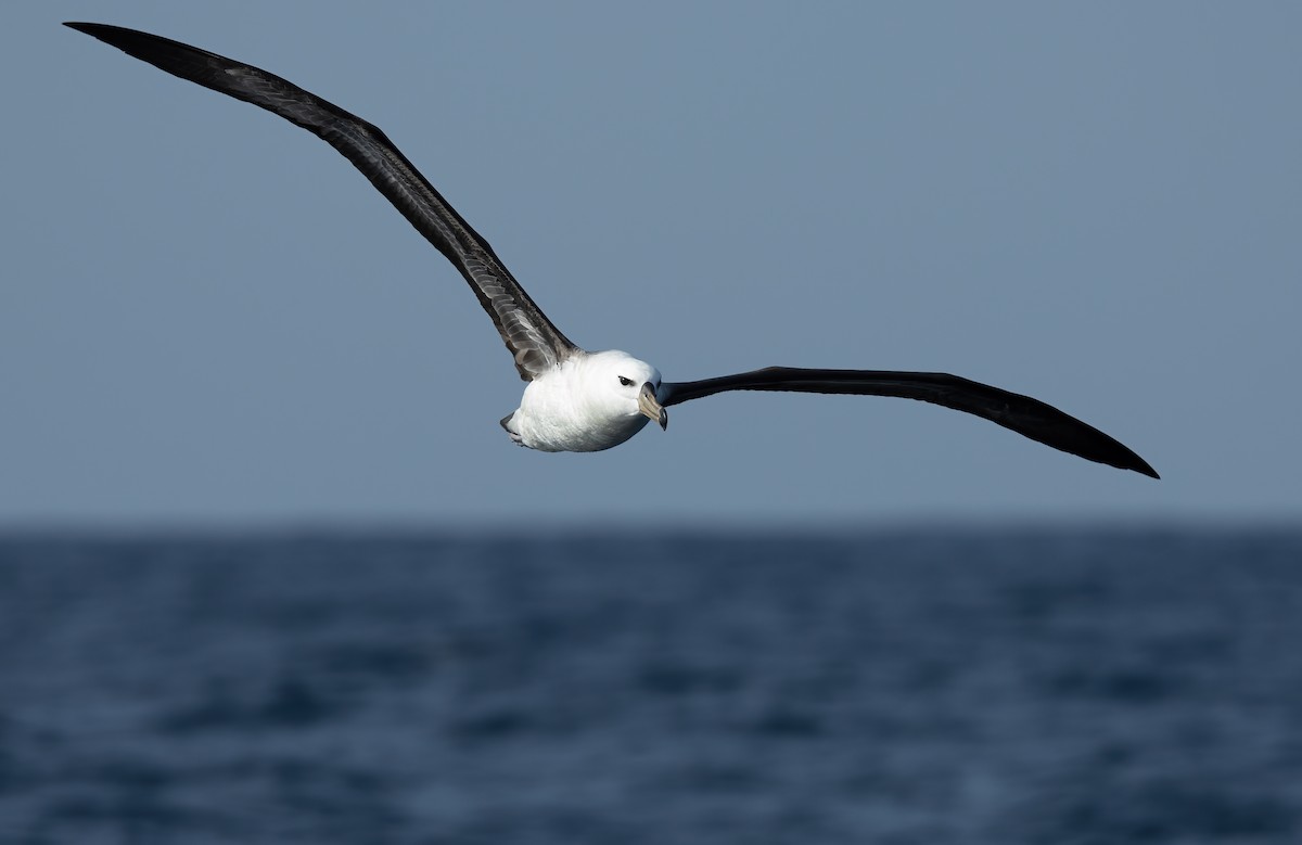 Black-browed Albatross - ML617168845