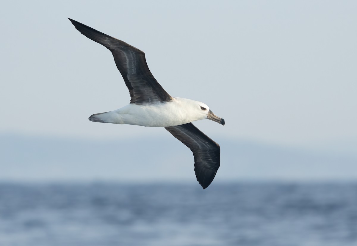 Black-browed Albatross - ML617168846