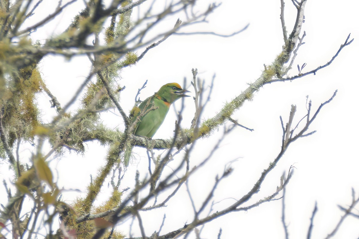 Flame-fronted Barbet - ML617168941