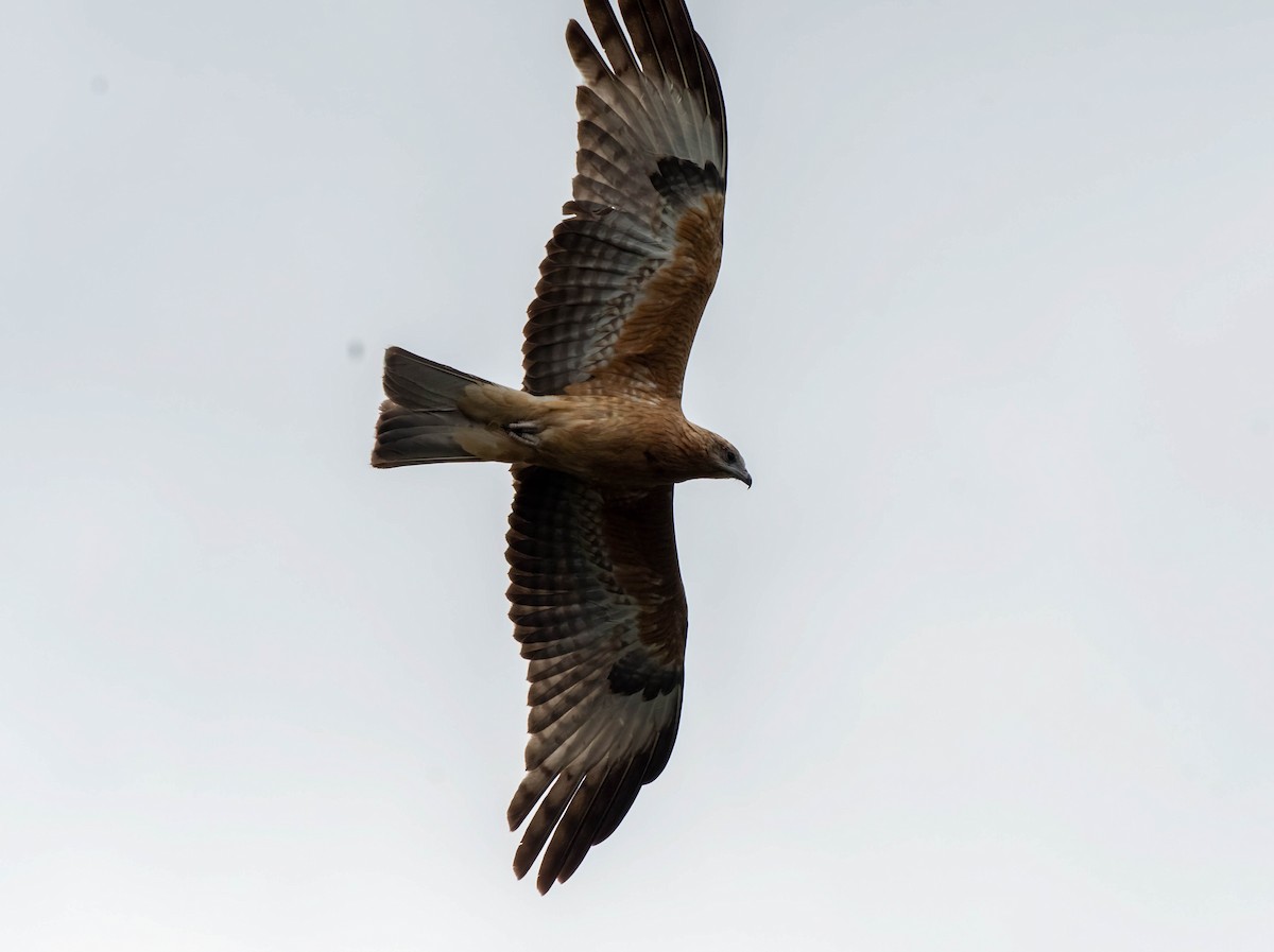 Square-tailed Kite - ML617168976