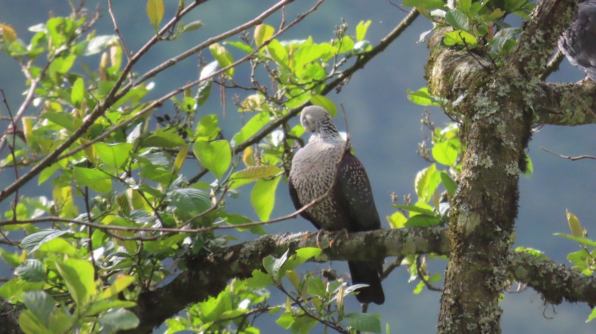Speckled Wood-Pigeon - ML617169015