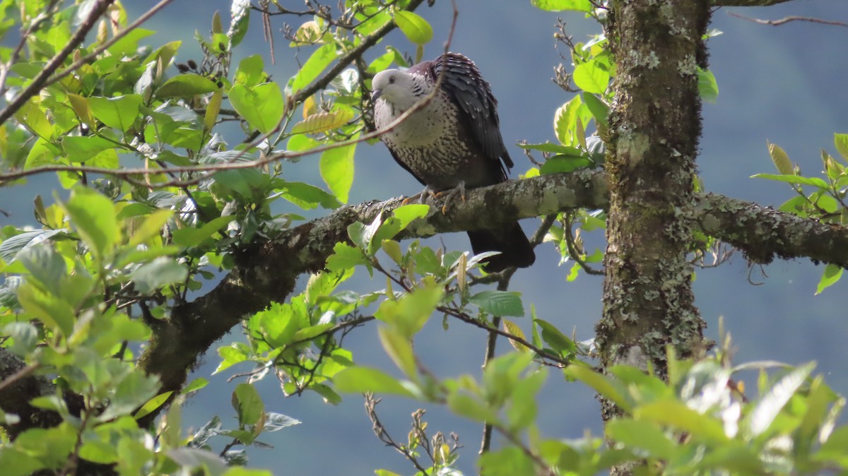 Speckled Wood-Pigeon - ML617169017