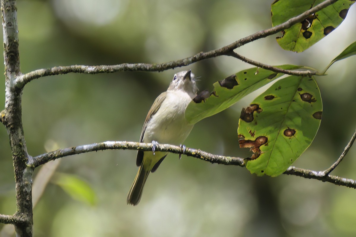 Fulvous-chested Jungle Flycatcher - ML617169062
