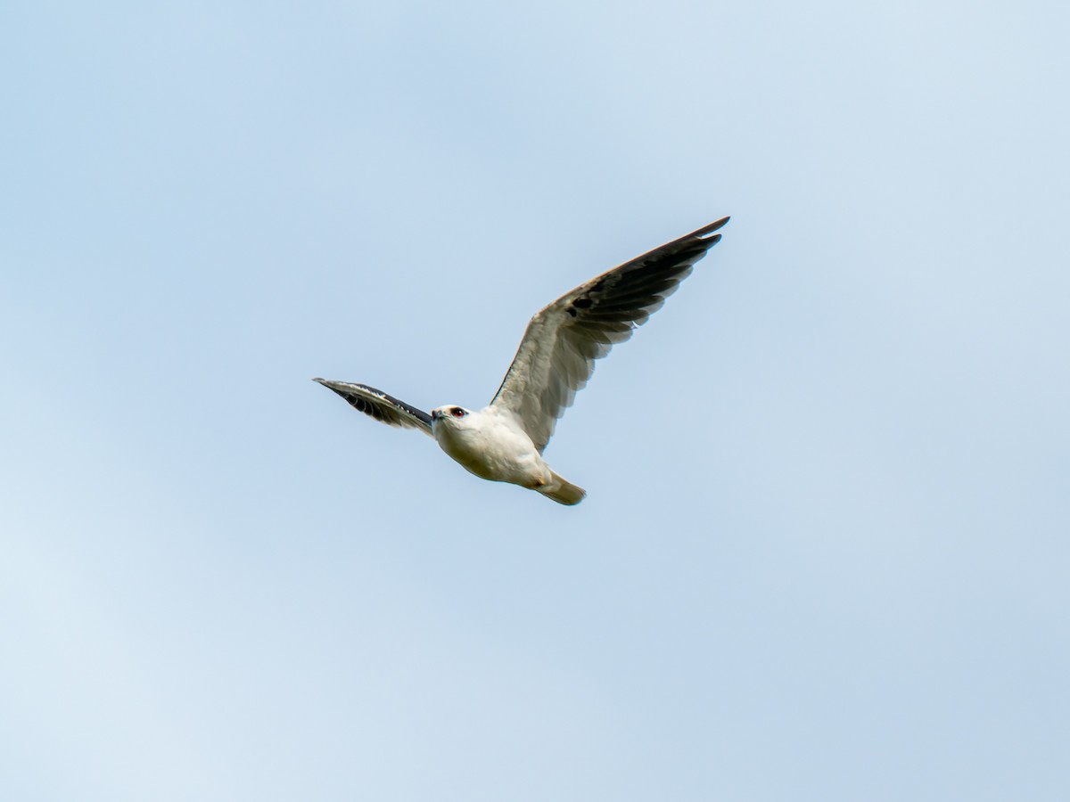 Black-shouldered Kite - ML617169160