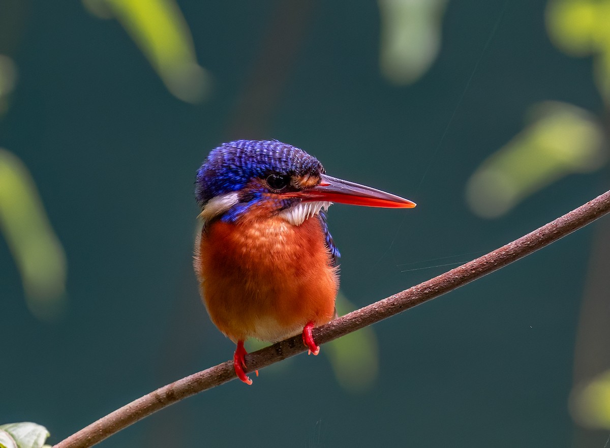 Blue-eared Kingfisher - ML617169320