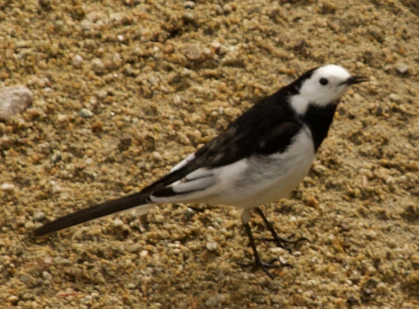 White Wagtail (Black-backed) - ML617169325