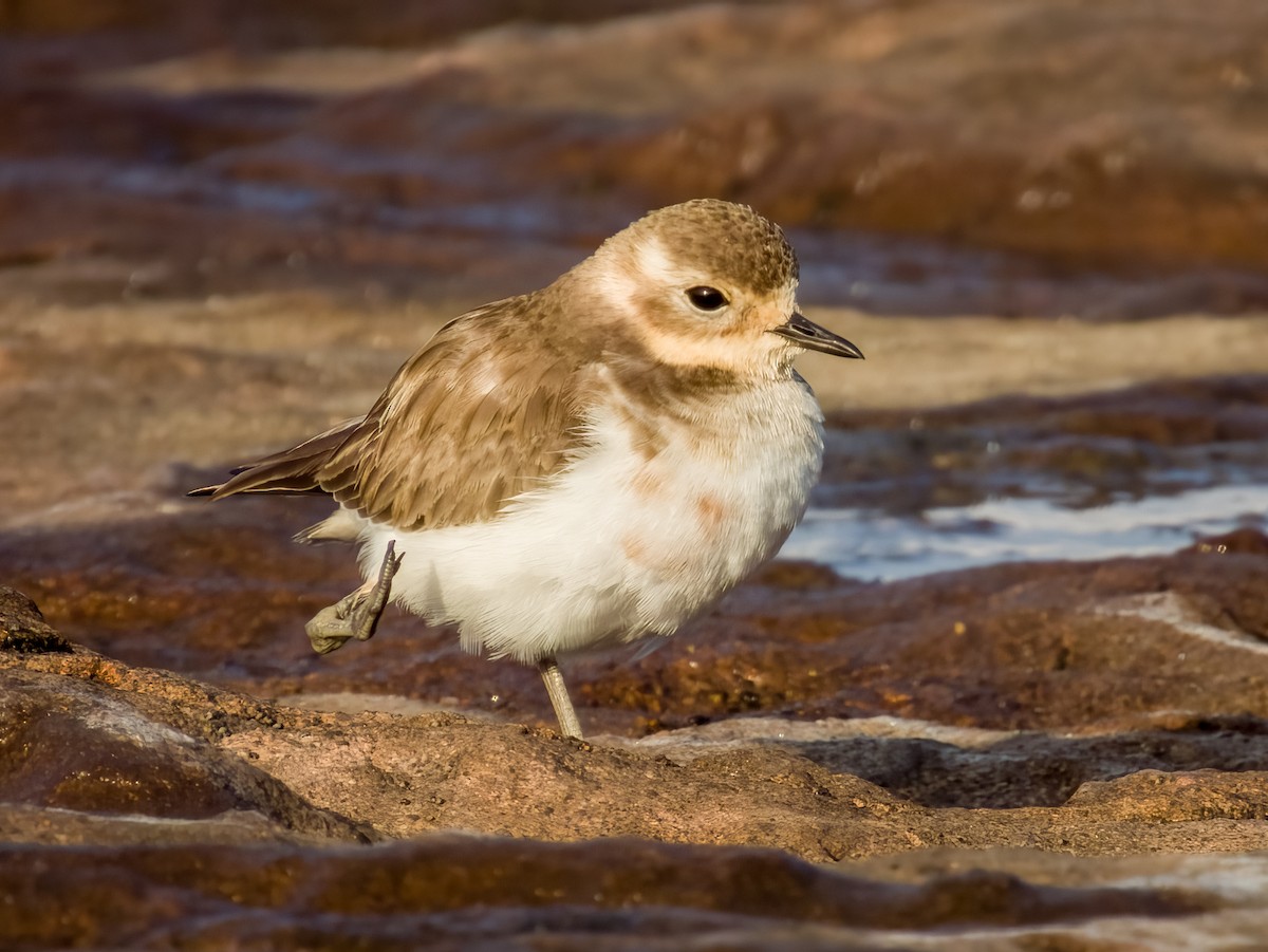 Double-banded Plover - ML617169422
