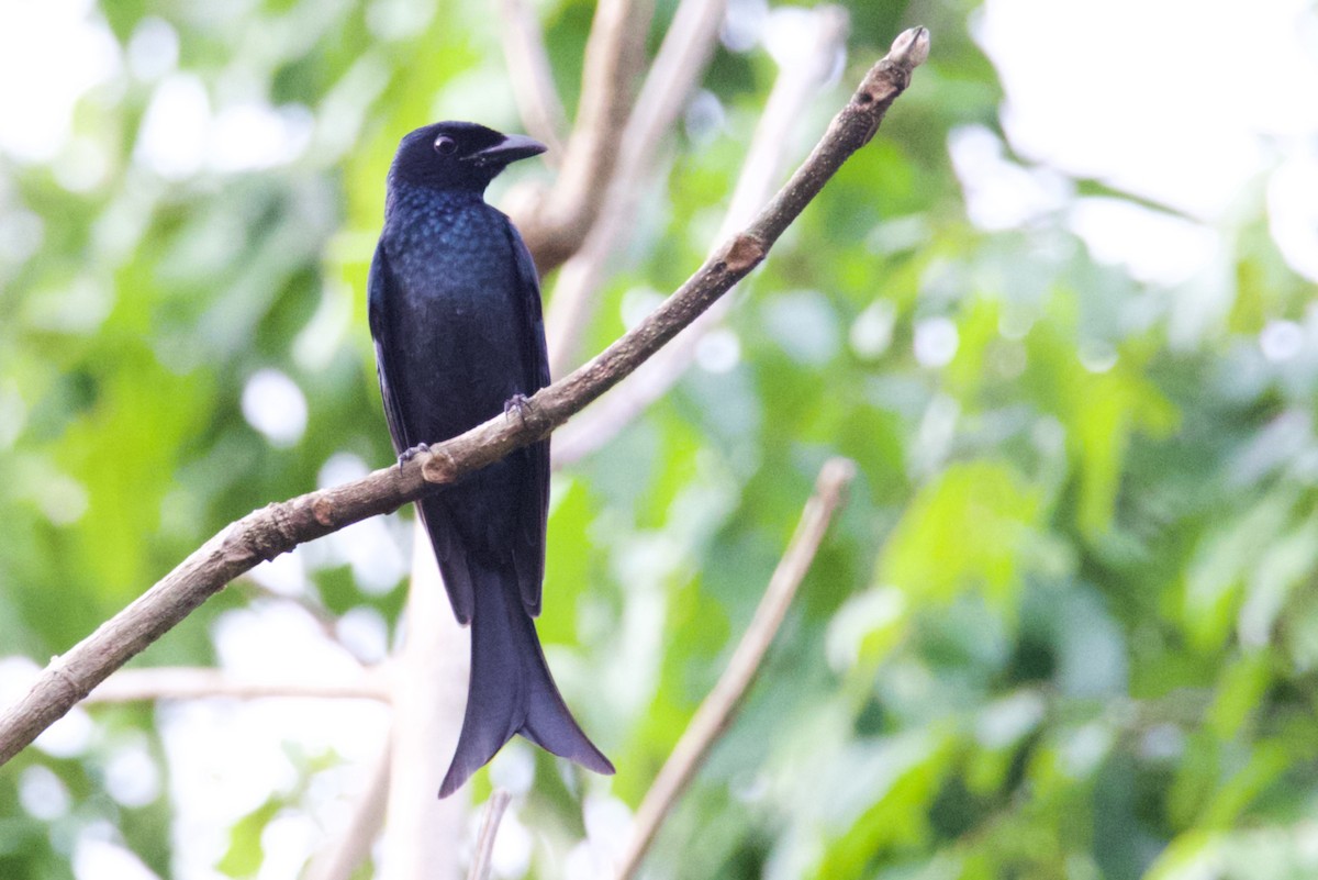 Crow-billed Drongo - Wisa Surachat
