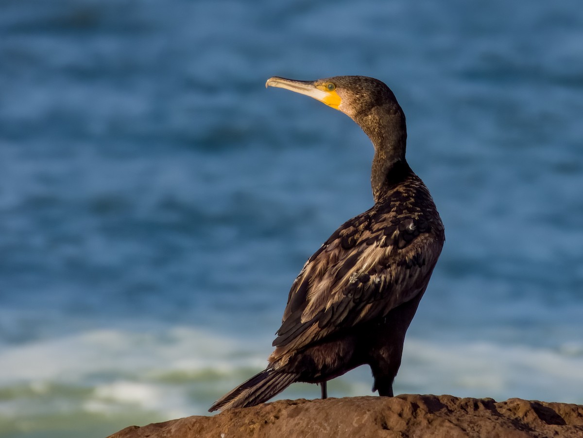 Great Cormorant - Imogen Warren