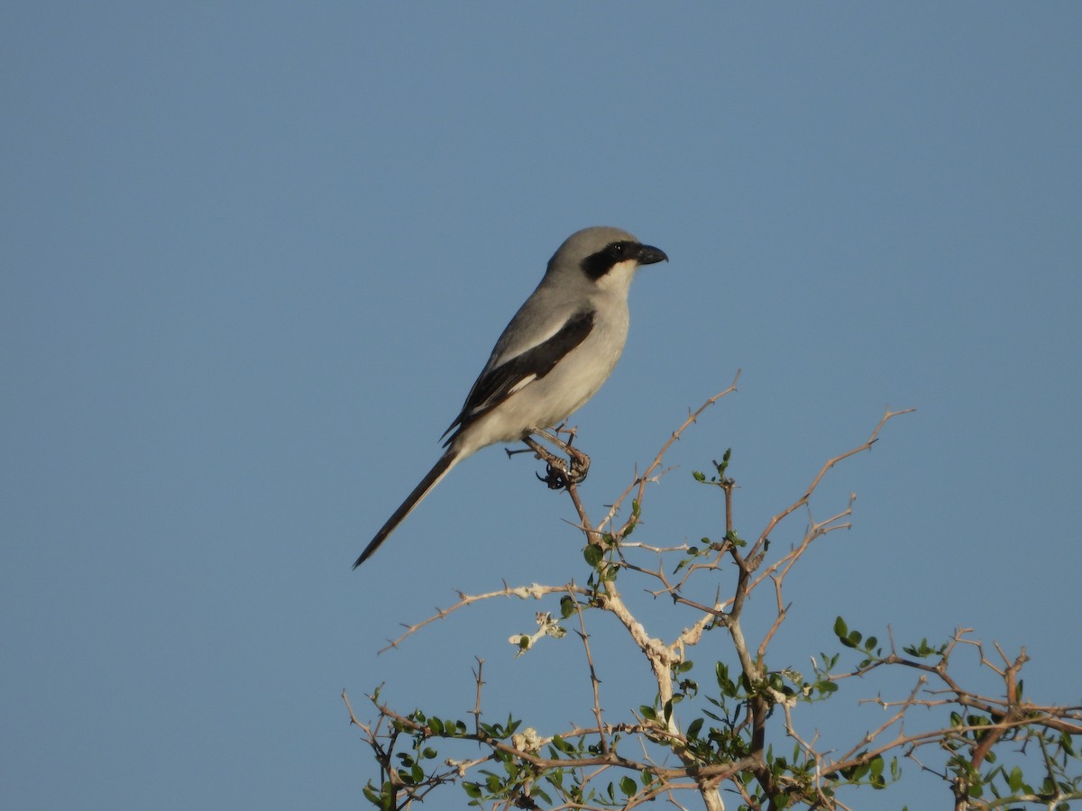 Great Gray Shrike (Sahara) - ML617169616