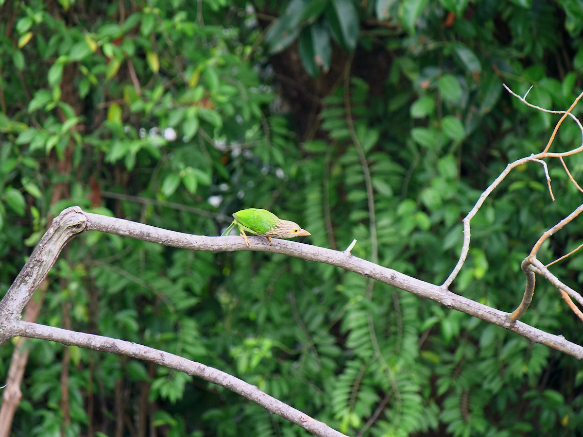 Lineated Barbet - ML617169722