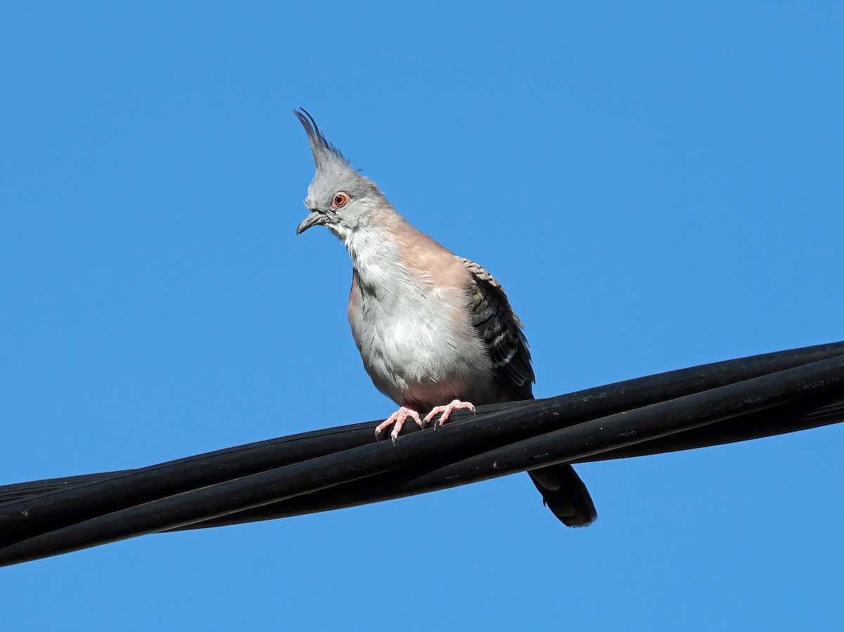 Crested Pigeon - ML617169728