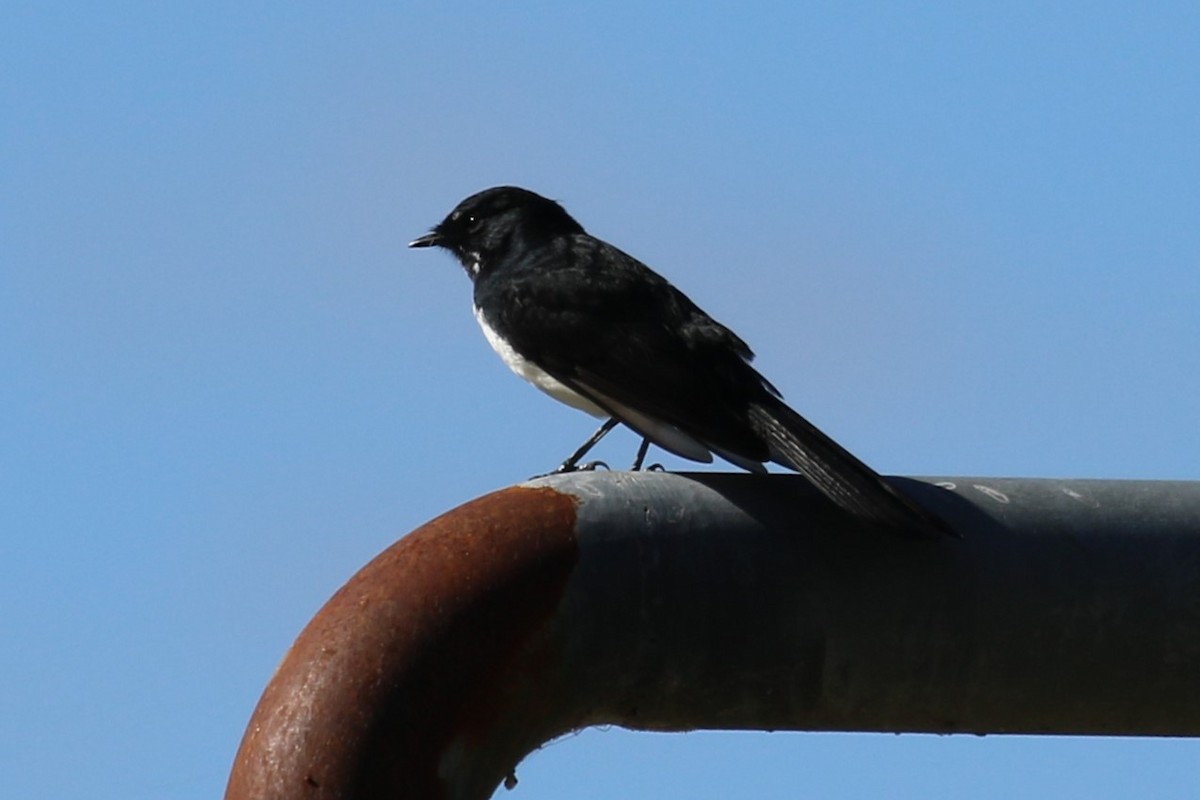 Willie-wagtail - ML617169911