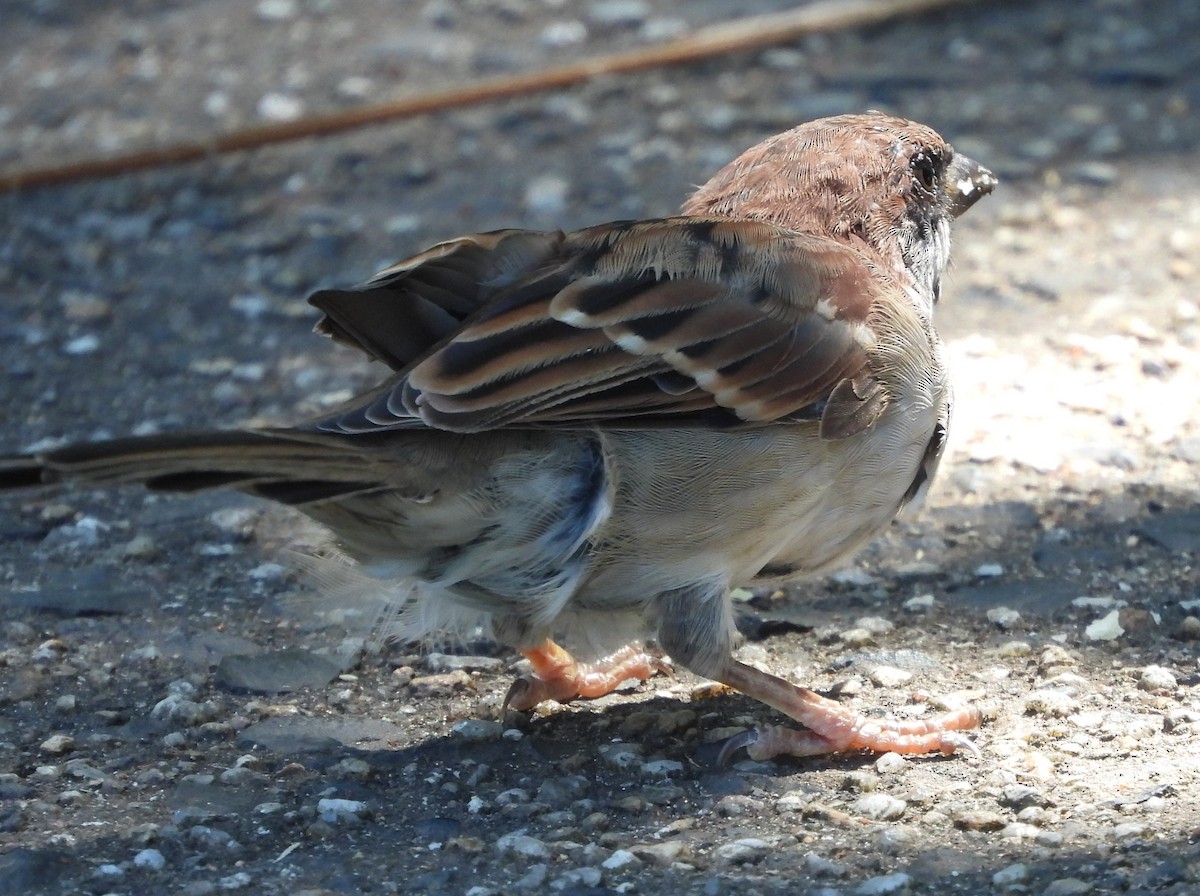 House x Eurasian Tree Sparrow (hybrid) - ML617169982
