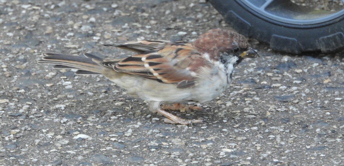 House x Eurasian Tree Sparrow (hybrid) - ML617169983