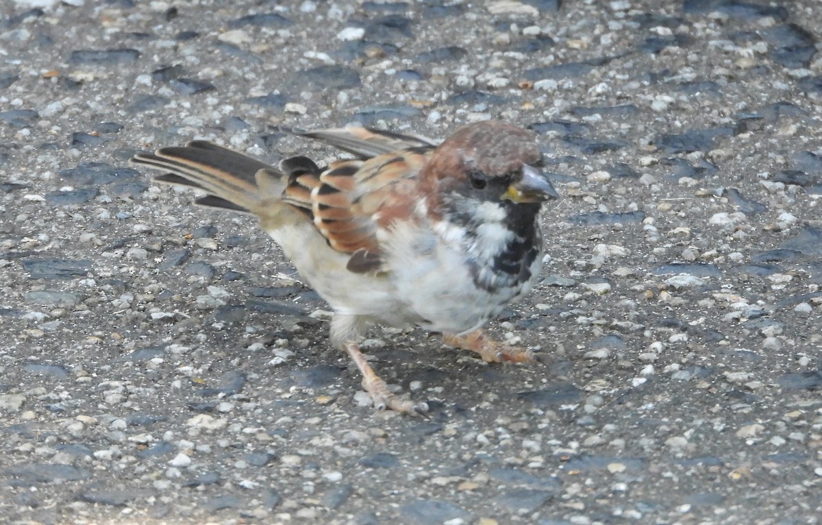 House x Eurasian Tree Sparrow (hybrid) - ML617169984