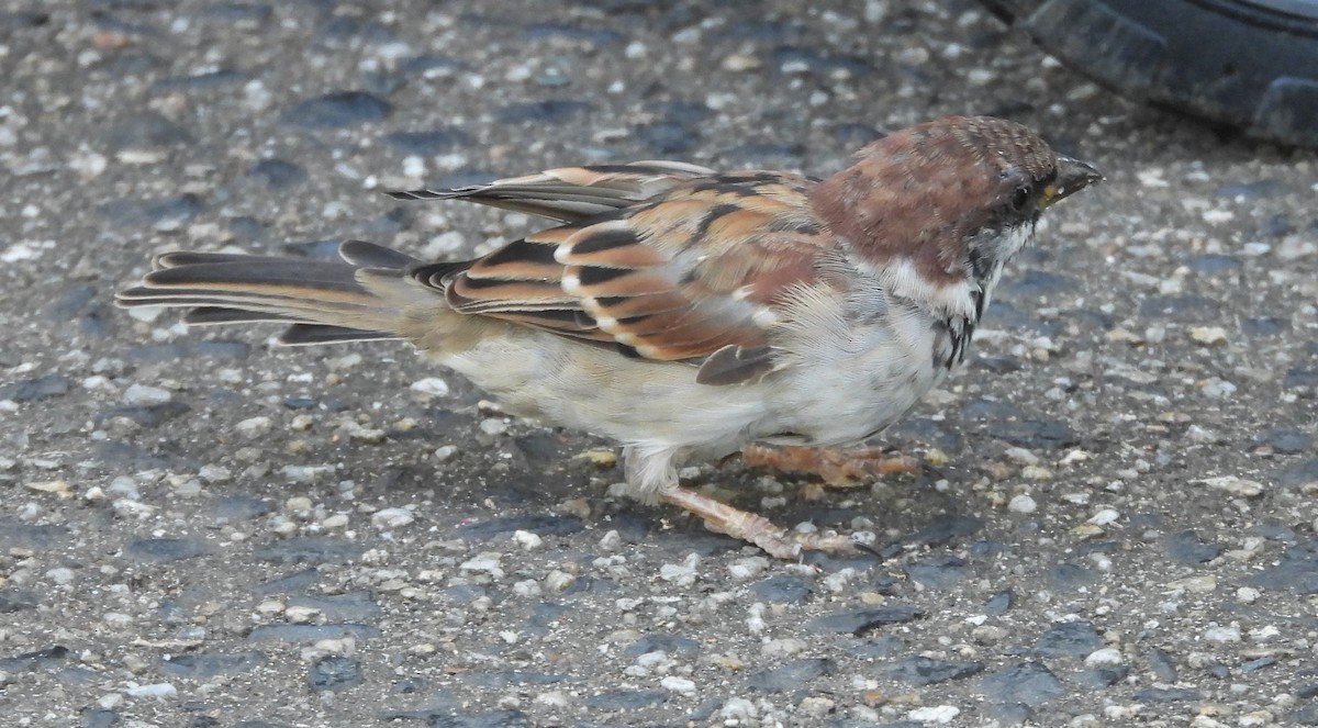 House x Eurasian Tree Sparrow (hybrid) - ML617169985