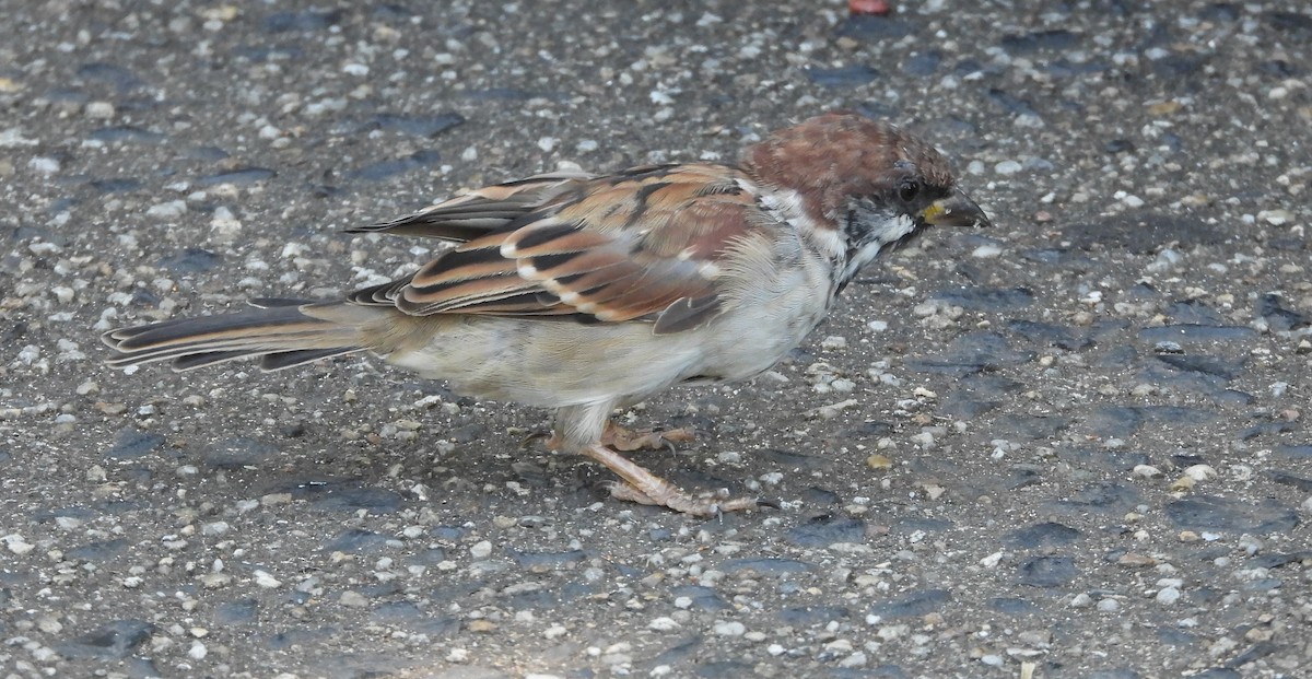 House x Eurasian Tree Sparrow (hybrid) - ML617169986
