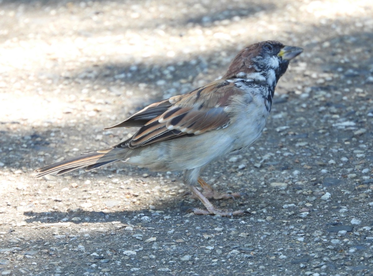 House x Eurasian Tree Sparrow (hybrid) - ML617169987