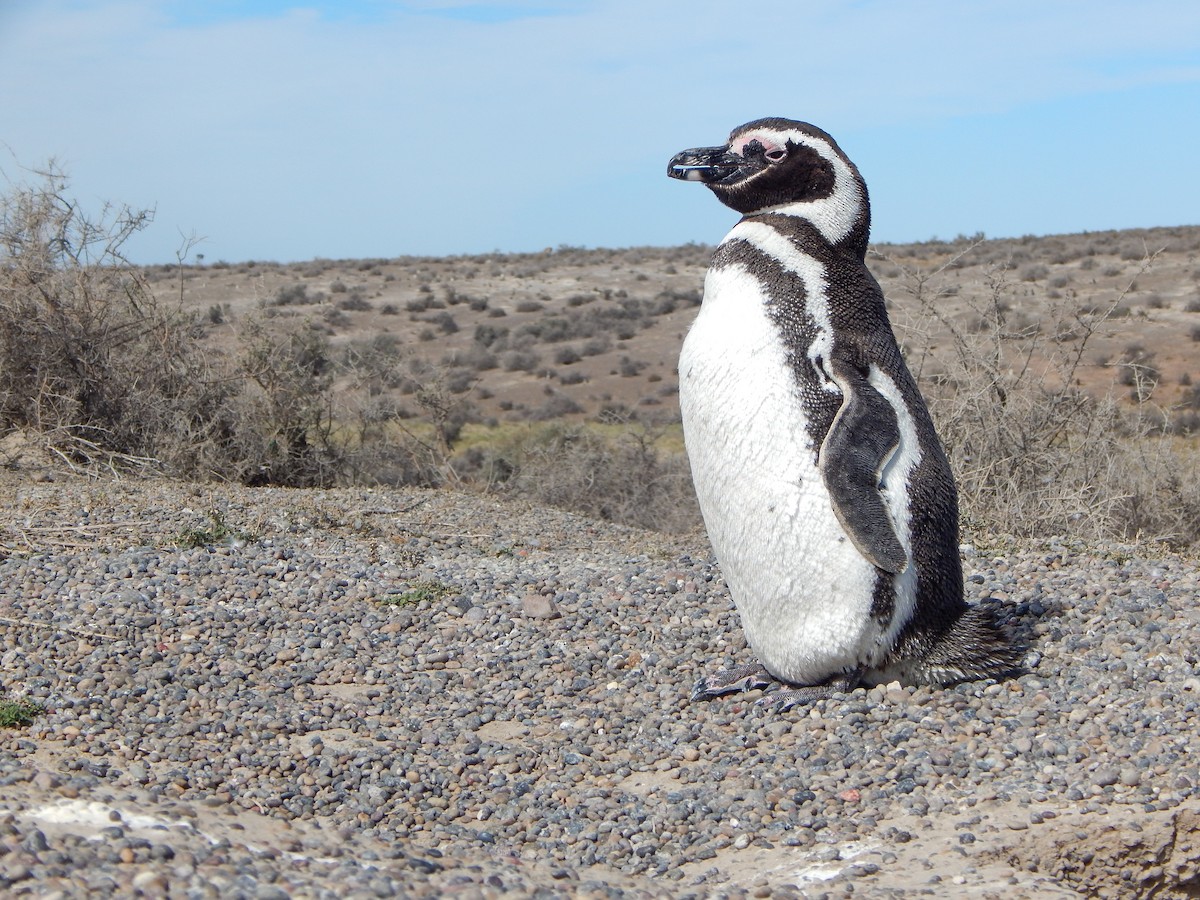Magellanic Penguin - Bautista Cerminato