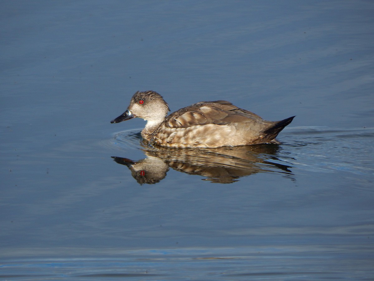 Crested Duck - ML617170134