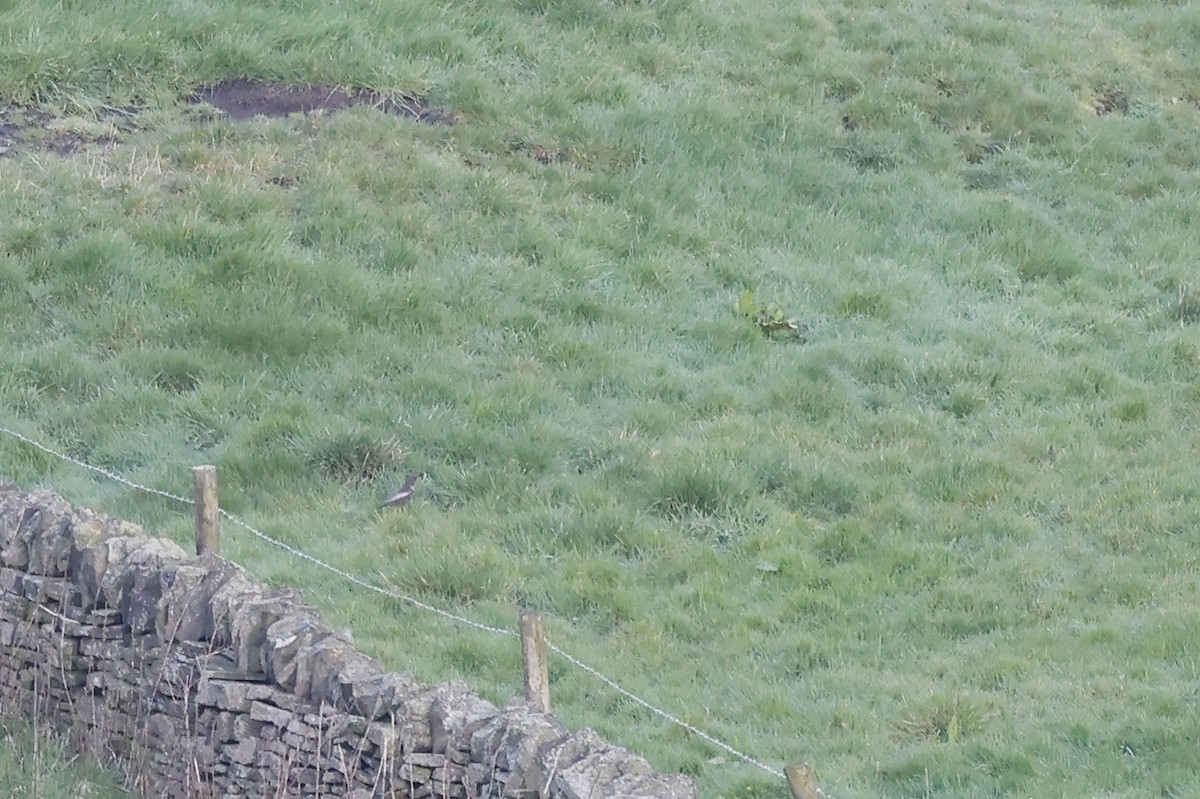 Ring Ouzel (Northern) - ML617170147