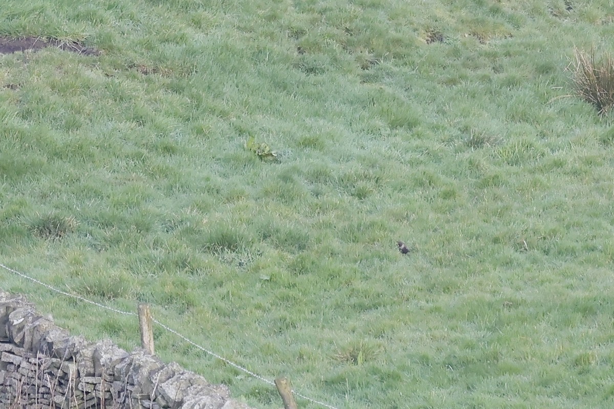 Ring Ouzel (Northern) - ML617170148