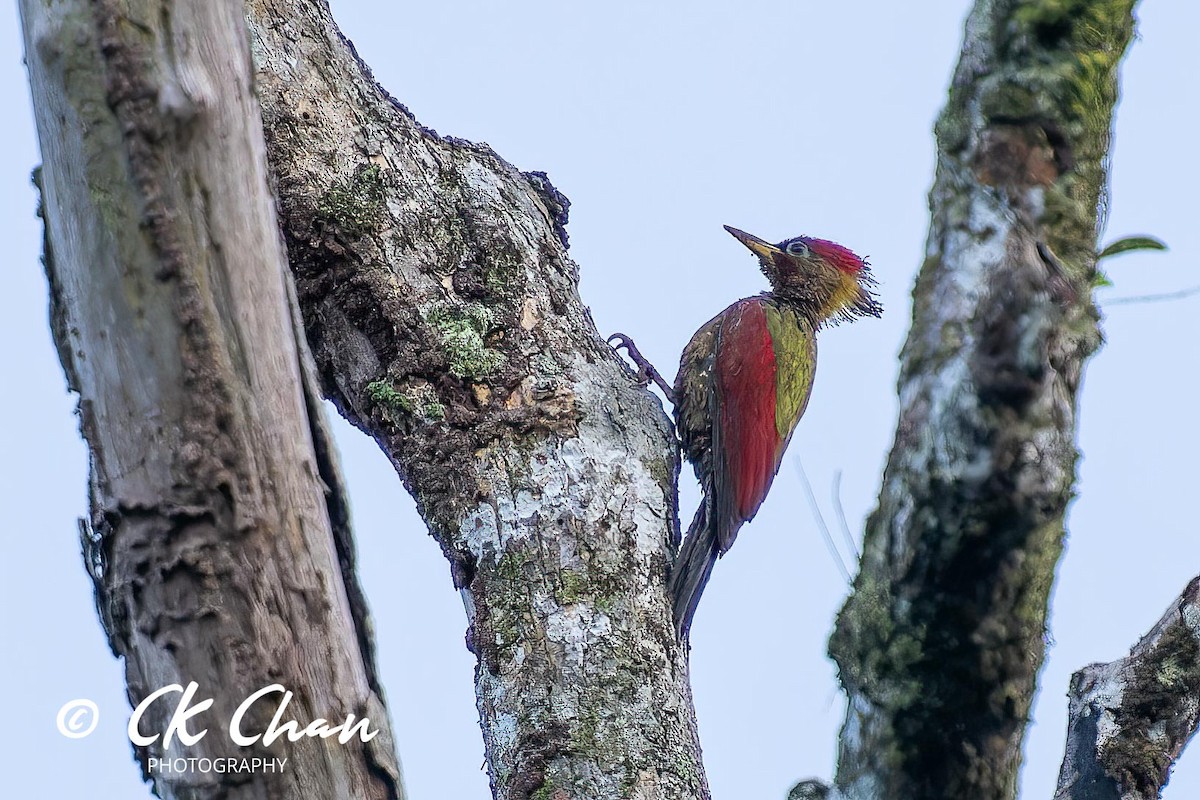 Crimson-winged Woodpecker - ML617170161