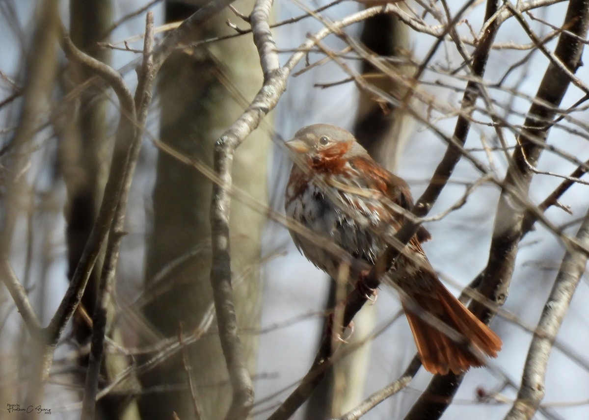Fox Sparrow (Red) - ML617170196