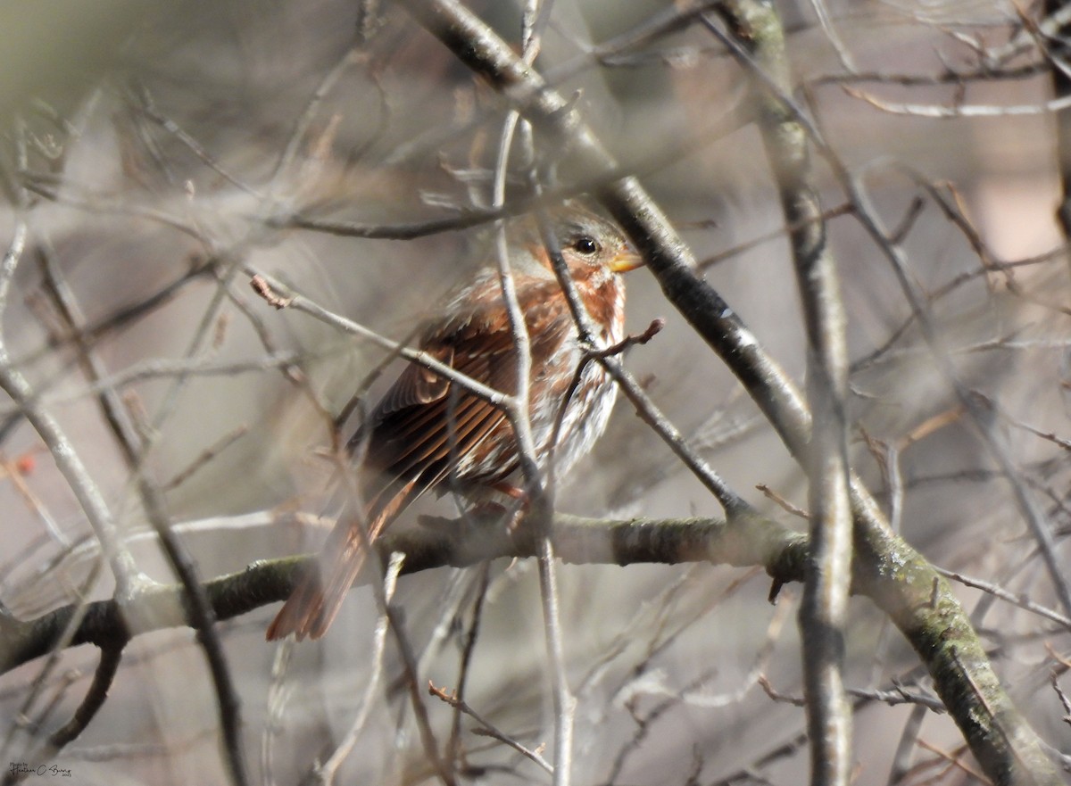 Fox Sparrow (Red) - ML617170197