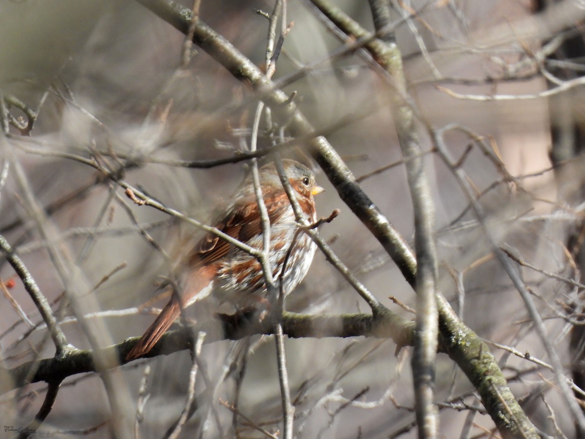 Fox Sparrow (Red) - ML617170198