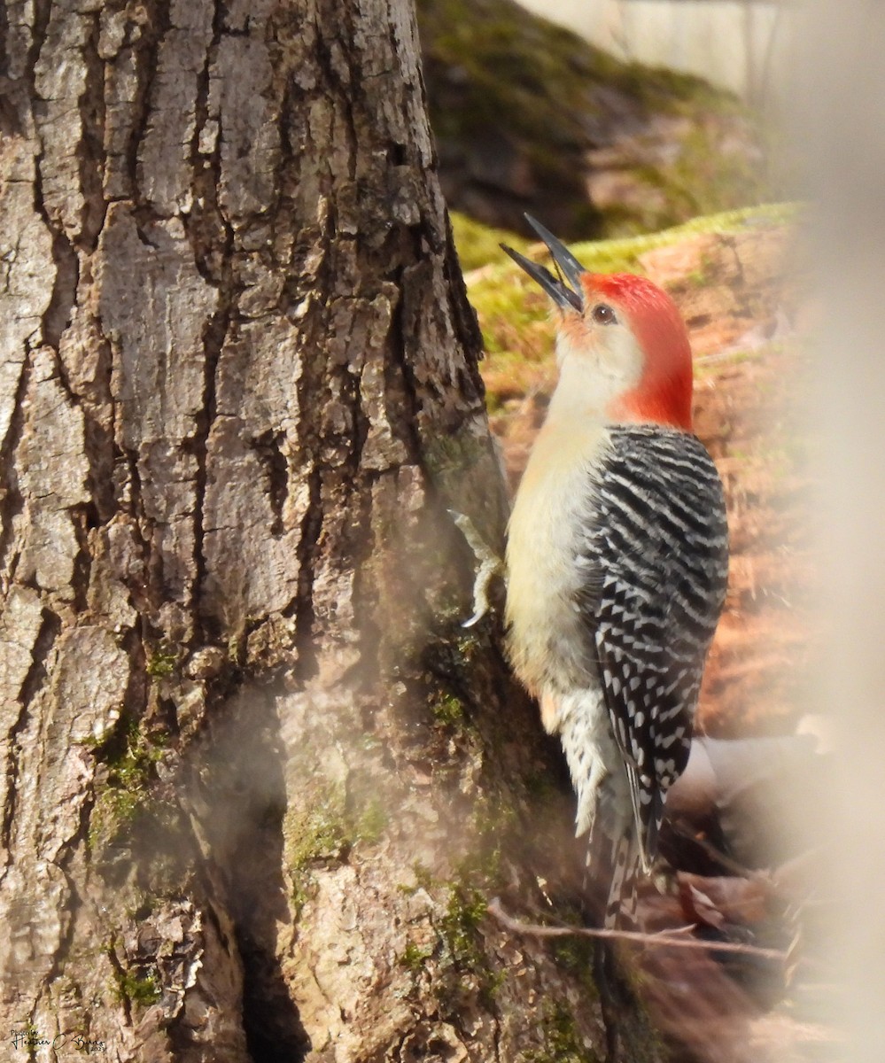 Red-bellied Woodpecker - ML617170199