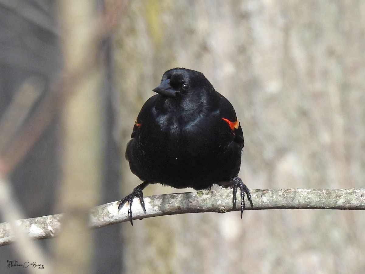 Red-winged Blackbird - ML617170200