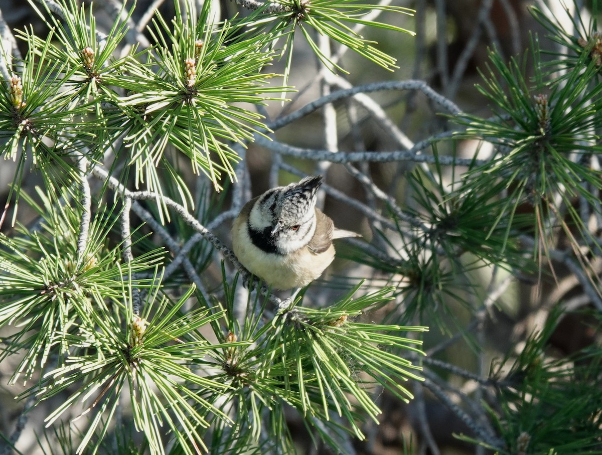 Crested Tit - ML617170221