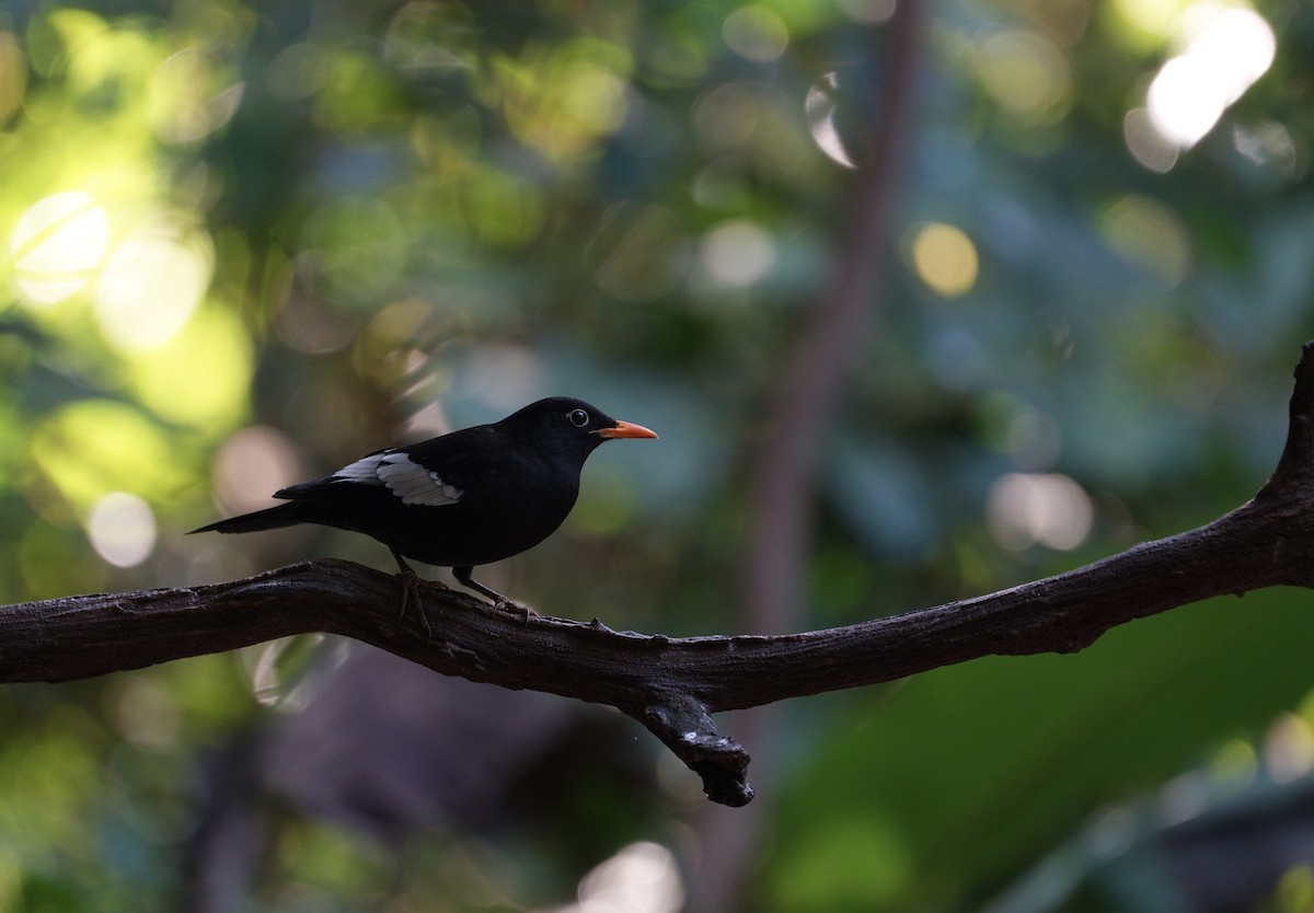 Gray-winged Blackbird - ML617170255