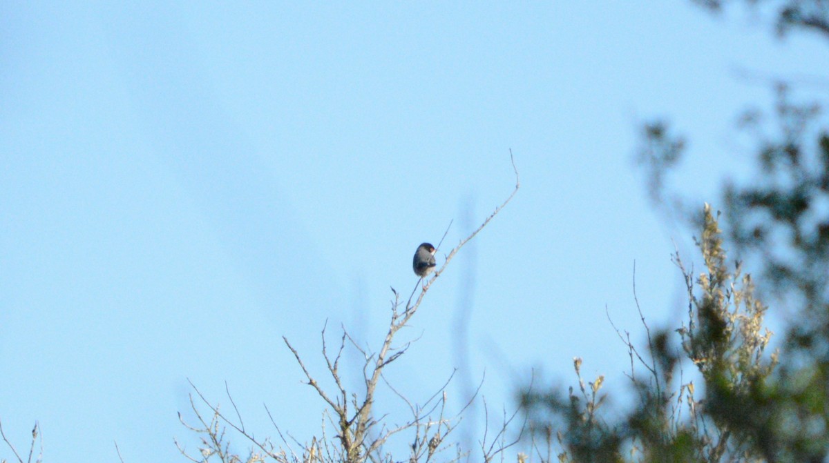 Sardinian Warbler - ML617170309
