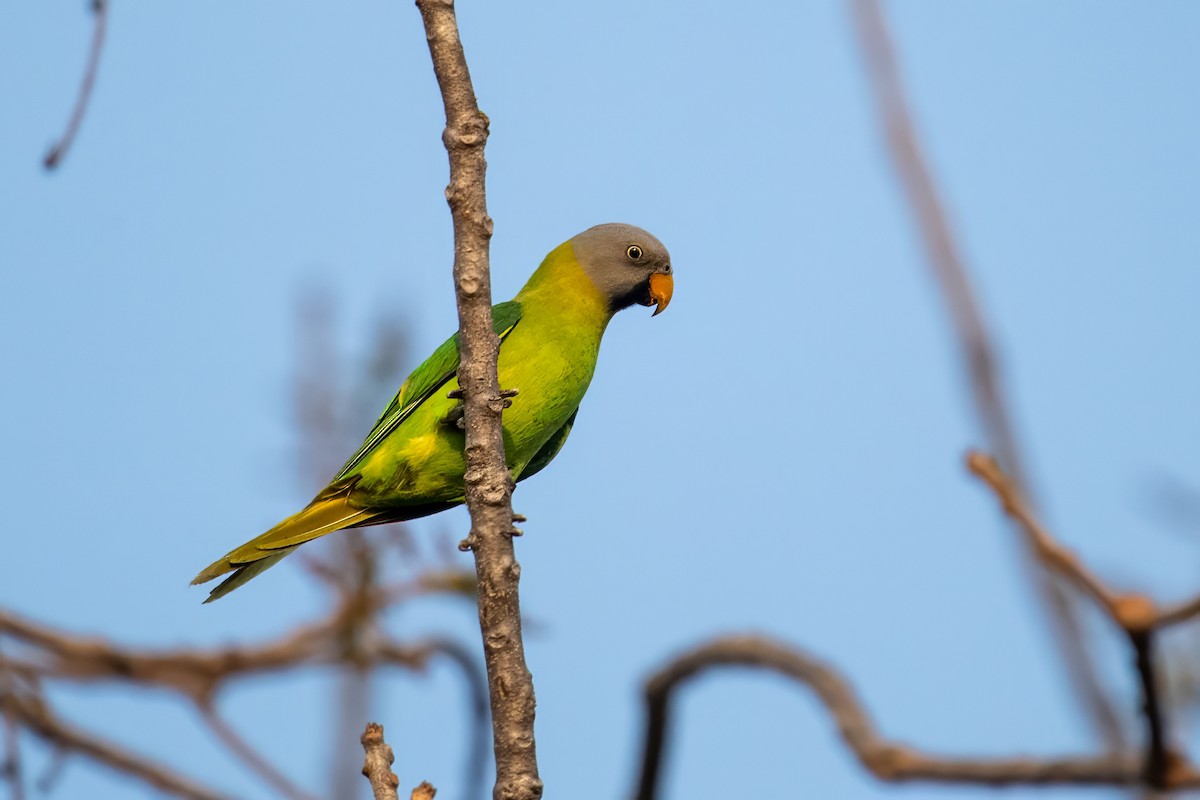 Blossom-headed Parakeet - Dominic More O’Ferrall