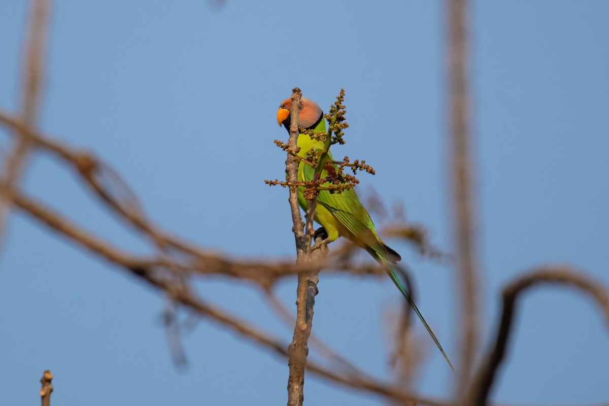 Blossom-headed Parakeet - Dominic More O’Ferrall