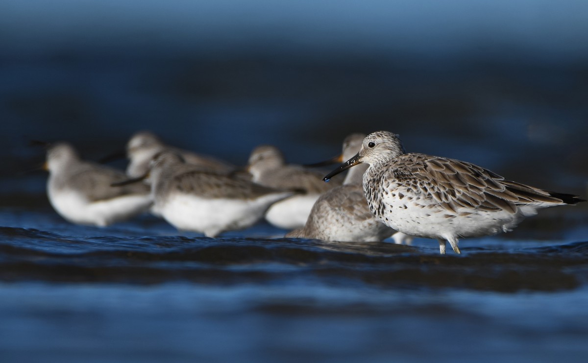 Great Knot - ML617170349