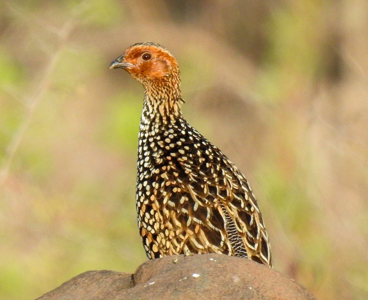 Painted Francolin - ML617170359