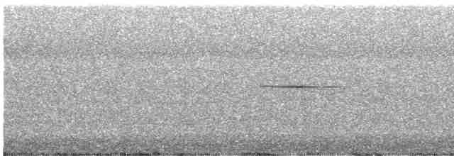 Горихвістка сиза - ML617170366