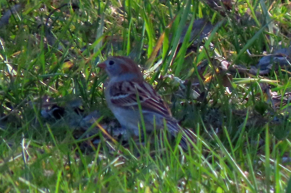 Field Sparrow - ML617170460