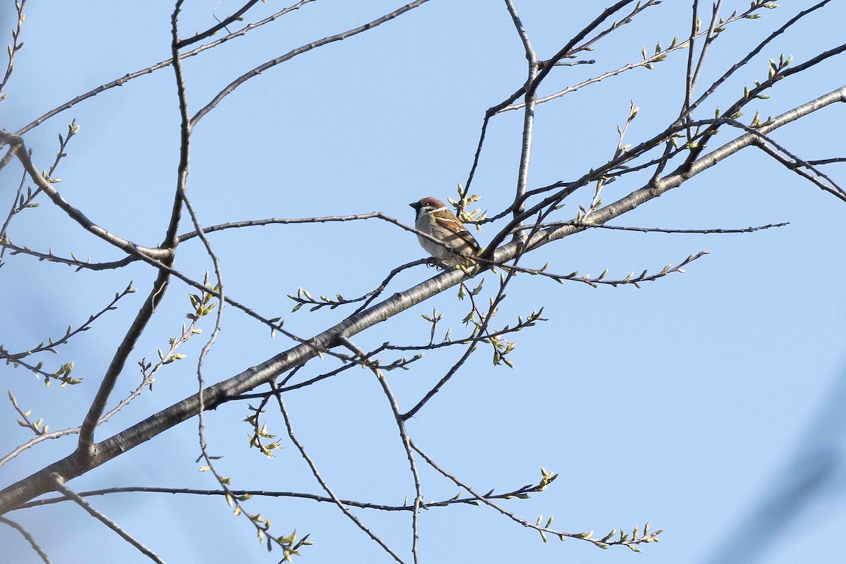 Eurasian Tree Sparrow - ML617170469
