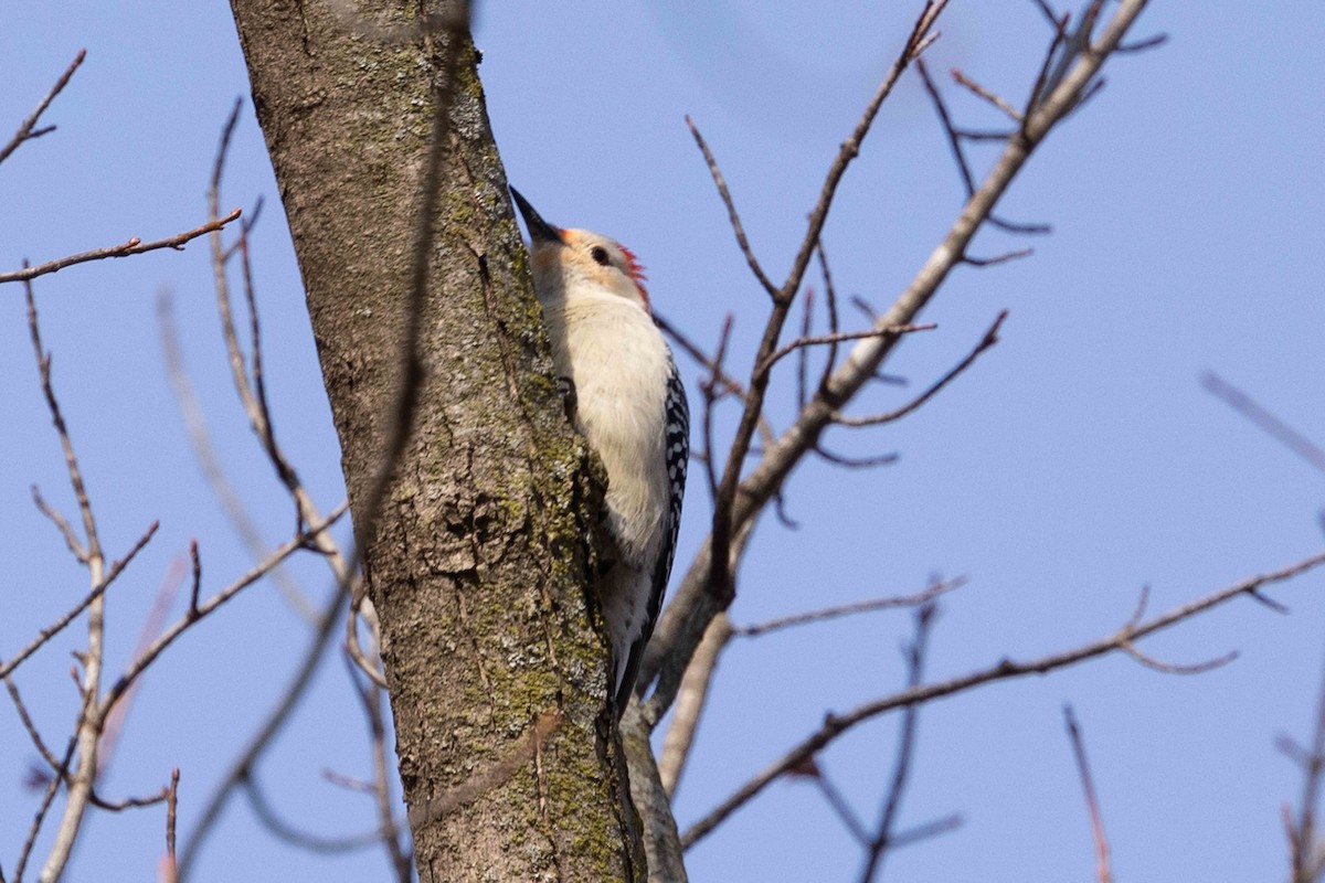 Red-bellied Woodpecker - Linda Rudolph