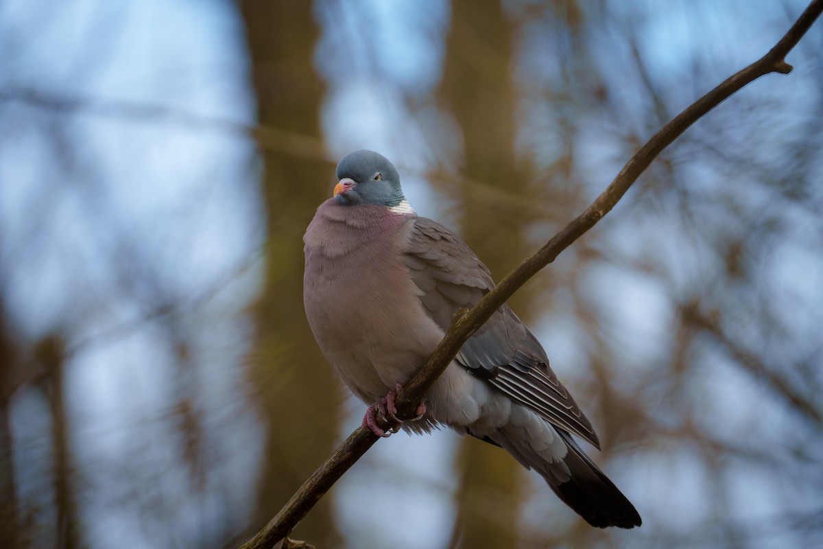 Common Wood-Pigeon - ML617170611