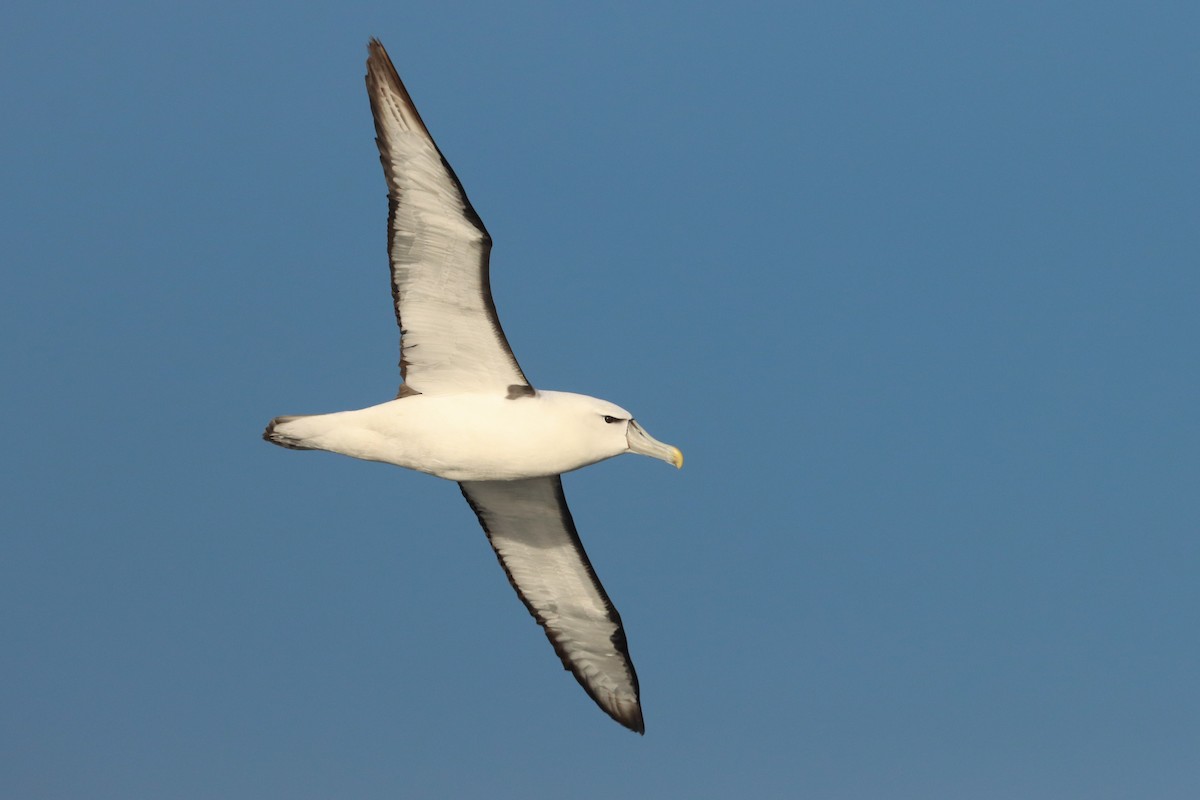 White-capped Albatross - ML617170621