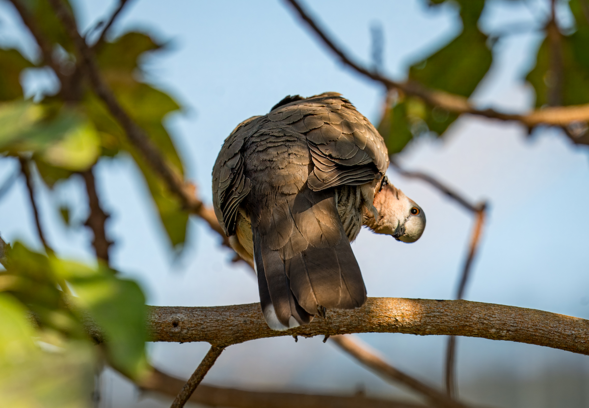 Ebird Checklist - 4 Jan 2024 - Sun Yat Sen Memorial Park - 6 Species