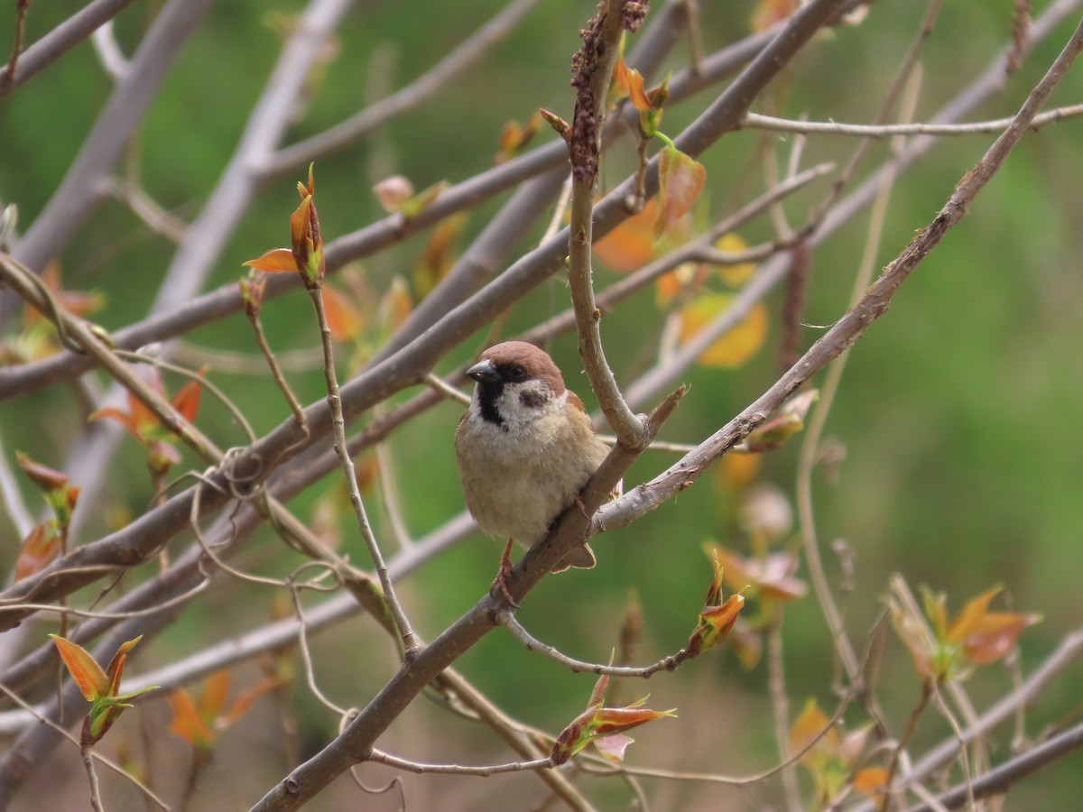 Eurasian Tree Sparrow - ML617170683