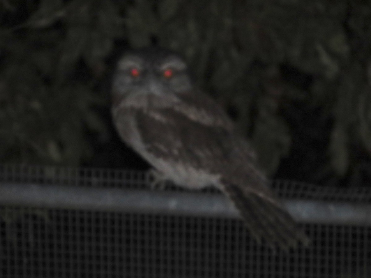 Tawny Frogmouth - Alistair Campbell